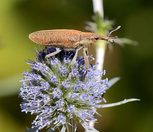 Lixus sp.